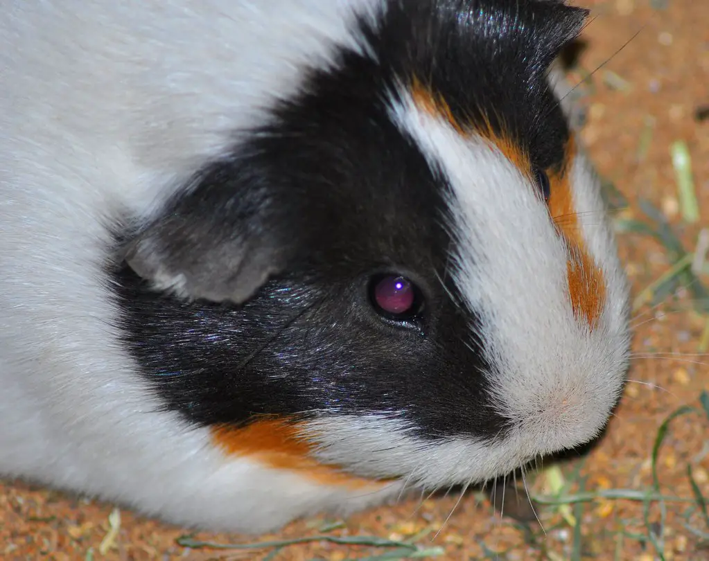 guinea pigs dichromatic color vision