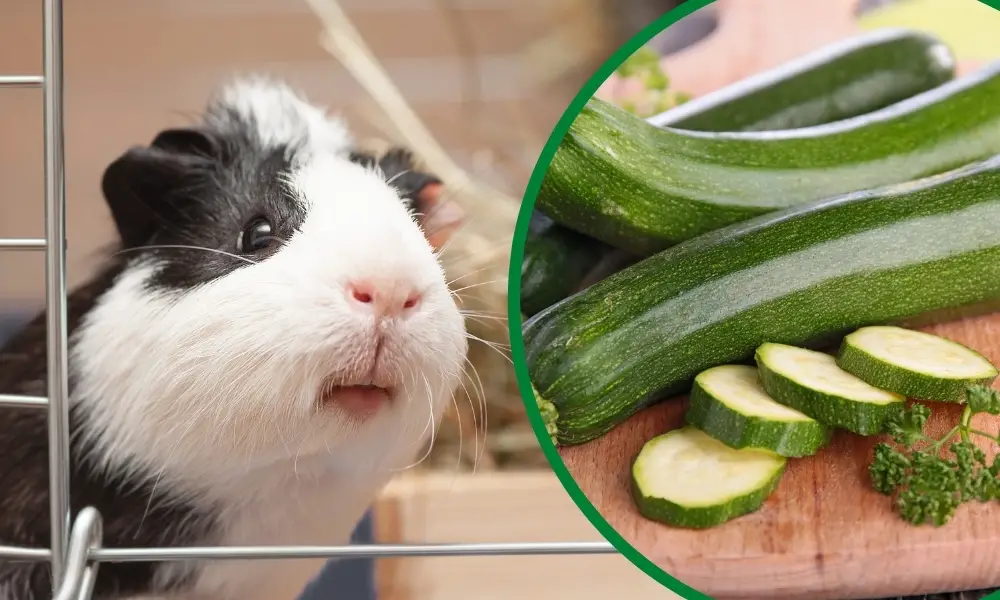 Can Guinea Pigs Eat Zucchini Blog