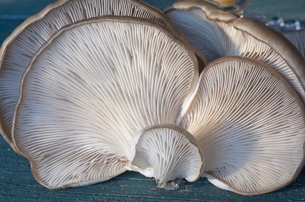 Oyster mushroom - Food for guinea pigs