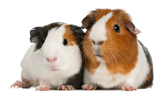 Guinea Pigs Living Happily with One Another