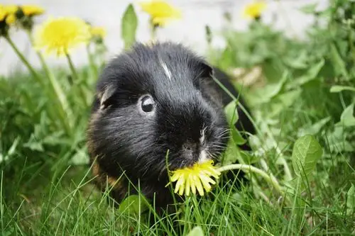 A baby guinea pig eating dandelions