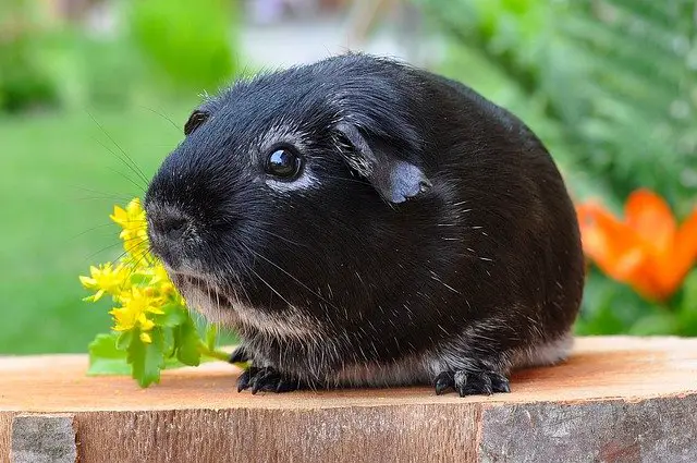 a black guinea pig eating yellow flowers