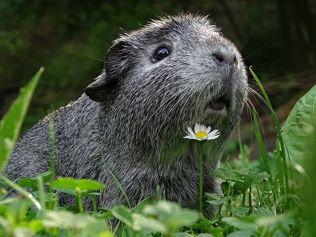 a guinea pig in garden with fresh mint and other plants and a white flower