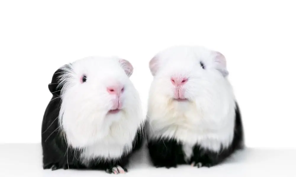 Two Boy Guinea Pigs (Pair)