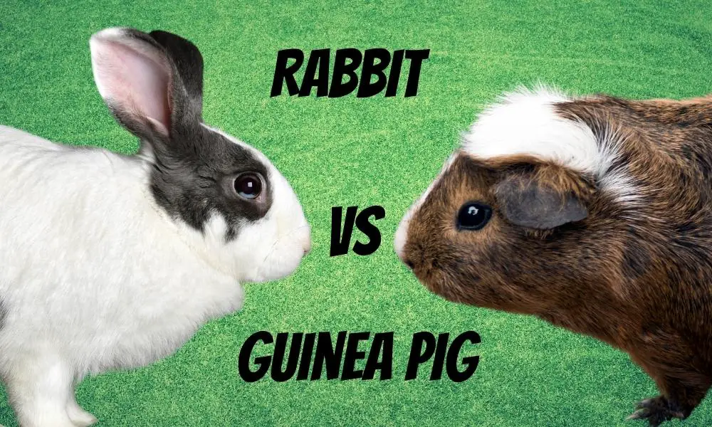 Rabbits or Guinea Pigs Blog