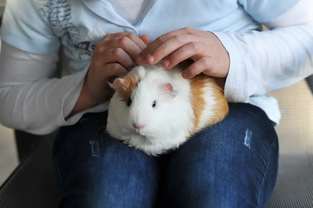 A sick guinea pig being held by its owner