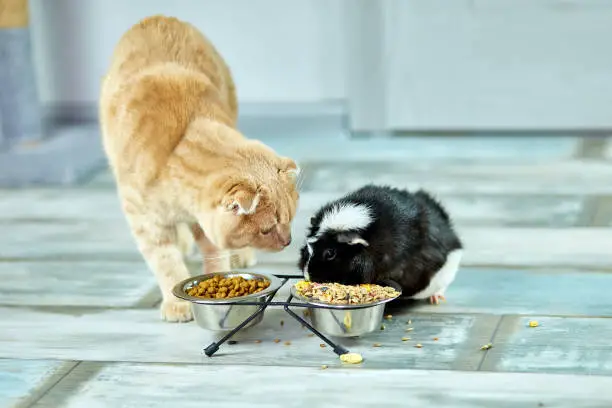 Guinea Pigs and cat Happily Together
