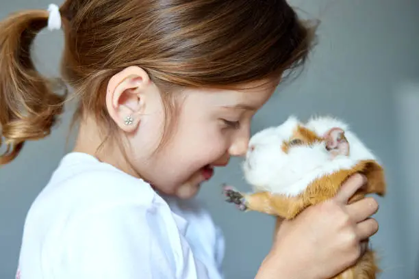 A Child Playing with a Guinea Pig