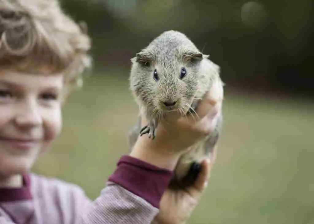 A guinea pig being held by his owner