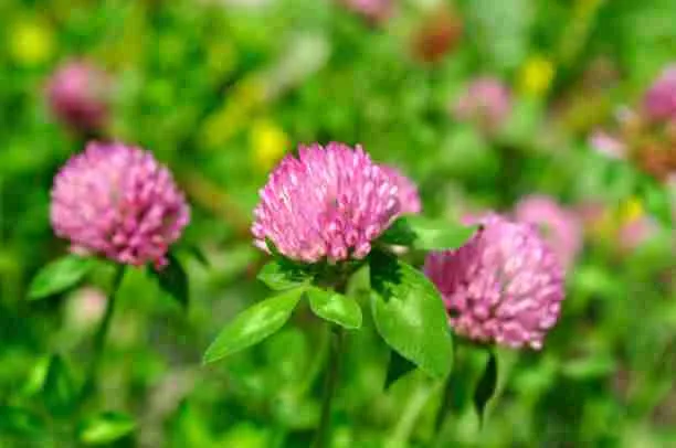 Clover Flowers - Safe for Guinea Pigs to Eat