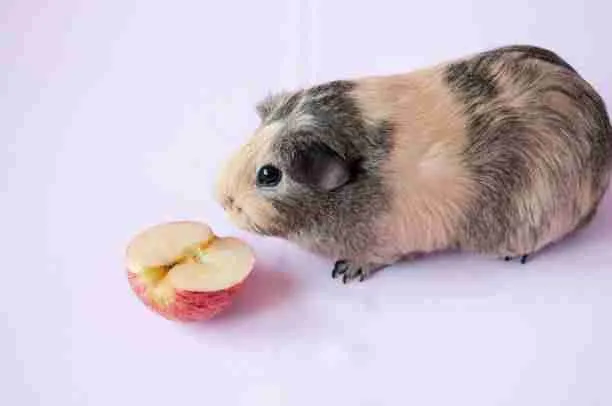 Guinea Pig Eating Apple