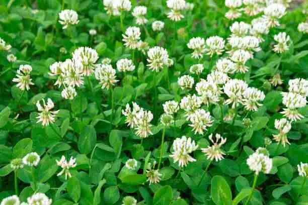 White Clover - Healthy Food for Guinea Pigs