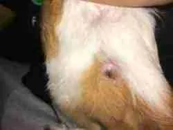Guinea Pigs Have Belly Buttons