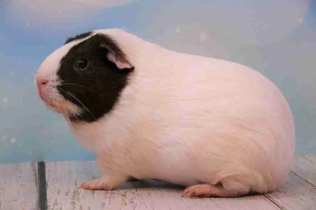 A chubby guinea pig that looks like a baby pig (piglet)