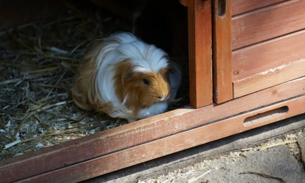 guinea pig can not hear a noise