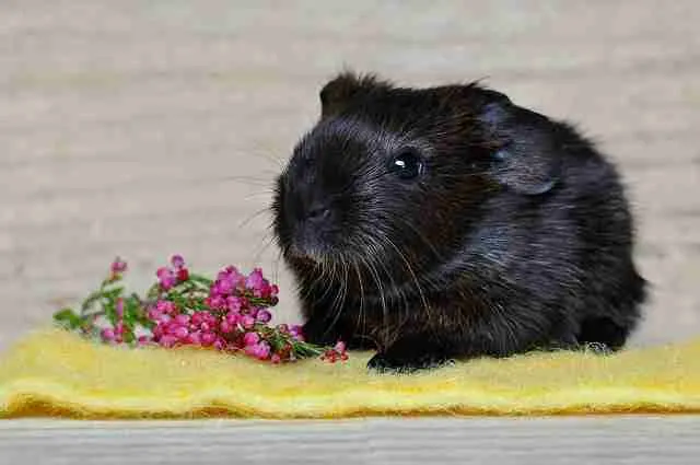 A cute black guinea pig