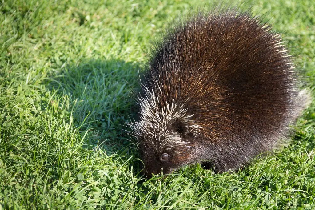 One of the animals guinea pigs are related to - a porcupine 