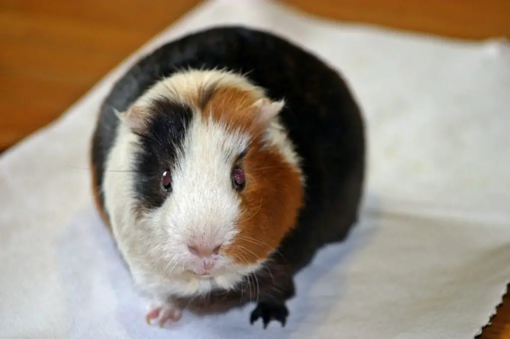 A guinea pig on a fleece puppy training pad indoors
