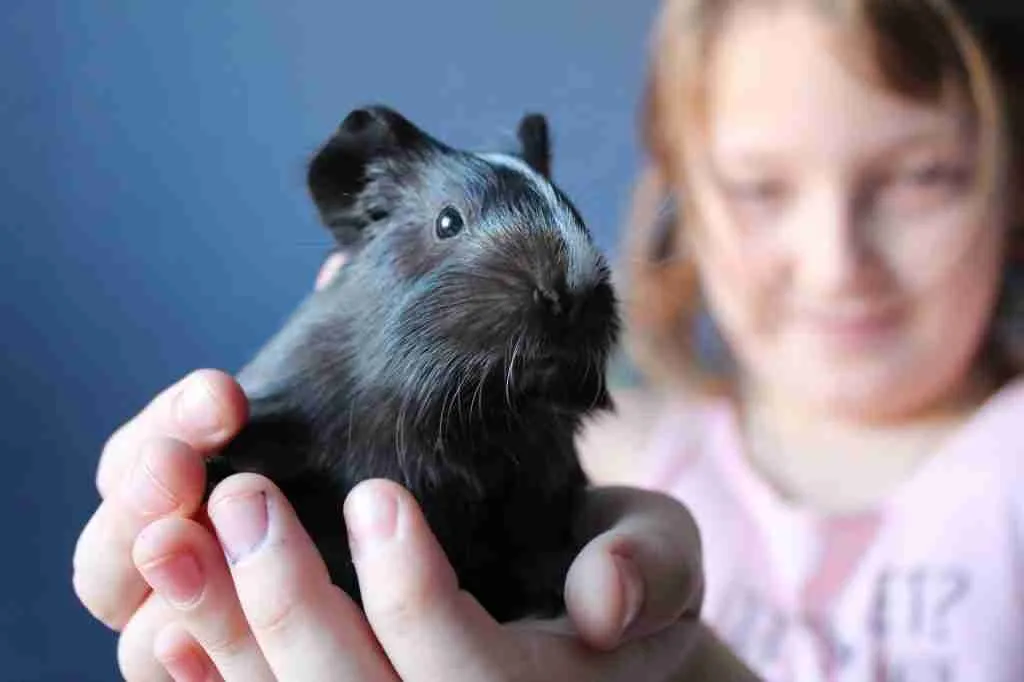 A girl holding her guinea pig